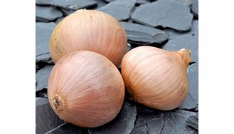 Unbranded Onion Sets - Rose de Roscoff