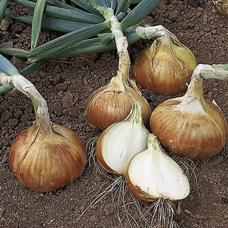 Unbranded Onion Sets Early Crop Radar 200g pack