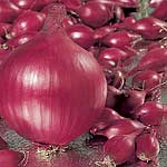 Unbranded Onion Sets F1 Hyred - Heat Treated (200g Pack)