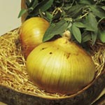 An extremely popular Japanese over-wintering variety  reliably producing a heavy crop of semi-globe-