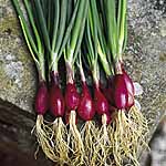 Unbranded Onion (Spring) Furio Seeds 437619.htm