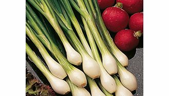 Unbranded Onion (Spring) Guardsman Seeds