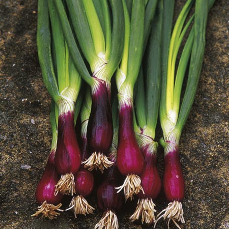 Unbranded Onion (Spring) Lilia seeds (Salad Onion) Average