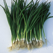 Unbranded Onion (Spring) Seeds - Laser