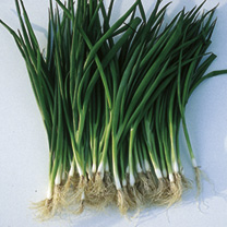 Unbranded Onion (Spring) Seeds - Laser