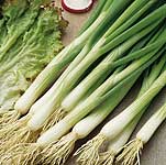 Unbranded Onion (Spring) White Lisbon Seeds - Triplepack