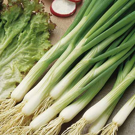 Unbranded Onion White Lisbon Seeds (Spring Onion) Average