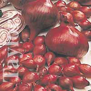 Unbranded Onions Red Baron Bulbs