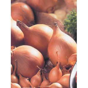 Unbranded Onions Setton Bulbs