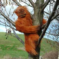 Unbranded Orangutan