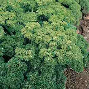 Unbranded Organic Parsley Green Pearl Seeds