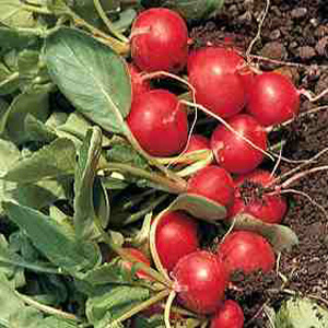 Unbranded Organic Radish Rudolf Seeds