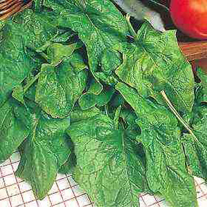 Unbranded Organic Spinach Palco Seeds