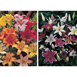 Unbranded Oriental Lilies and Asiatic Lilies Mix x 50