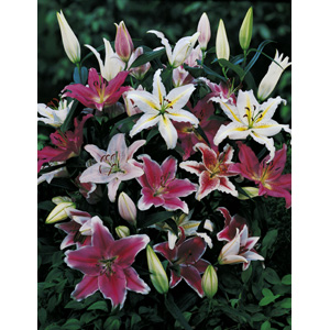 Unbranded Oriental Lilies Mix x 25
