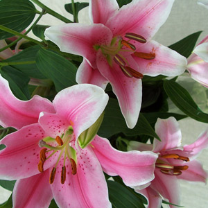 A bouquet of gorgeous Oriental Lilies. These pink lilies look fantastic in a simple glass vase and h
