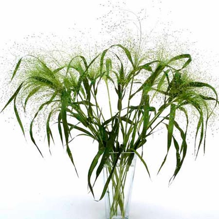 Unbranded Ornamental Grass Frosted Explosion Plants Pack
