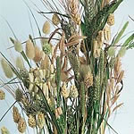 Unbranded Ornamental Grasses Mixed Seeds 416071.htm