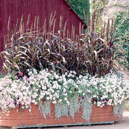 Unbranded Ornamental Millet Purple Majesty F1 Plants Pack