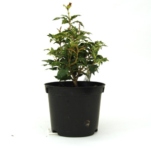 Unbranded Osmanthus heterophyllus Tricolor - False Holly