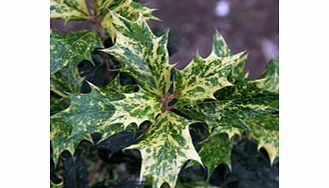 An attractive form with leaves speckled with cream and pinkish on young growth. RHS Award of Garden Merit winner. Supplied in a 2-3 litre pot.EvergreenFrost hardyMedium shrubPartial shadeBUY ANY 3 AND SAVE 20.00! (Please note: Offer applies only for 