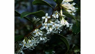 Leathery glossy dark green leaves with fragrant white flowers. Makes a good hedge if protected from northeast winds. RHS Award of Garden Merit winner. Supplied in a 2-3 litre pot.EvergreenFully hardyScented flowersBUY ANY 3 AND SAVE 20.00! (Please no