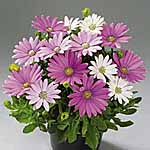 Unbranded Osteospermum Arusha Plants