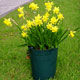 Outdoor Narcissi Bulb Kit