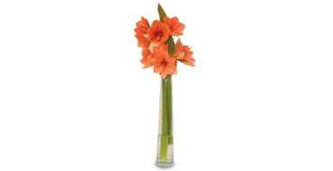 Unbranded Outstanding Amaryllis