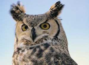 Unbranded Owl handling session