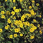 Unbranded Oxalis Lucky Gold Seeds 423583.htm