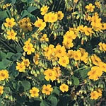 Oxalis Lucky Gold Seeds