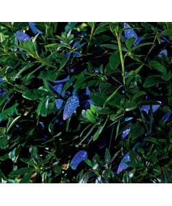 Unbranded Pack of 50 Blue LED Lights