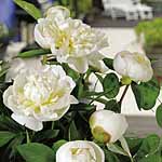 Unbranded Paeonia Lactifolia Collection Plants