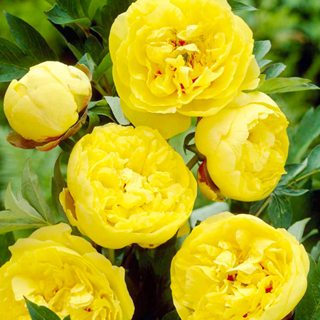 Unbranded Paeonia Yellow Crown (Peony) 1 Plant