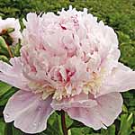 A truly angelic variety  bearing large  rose-scented  double blooms composed of a `crown` of soft pi