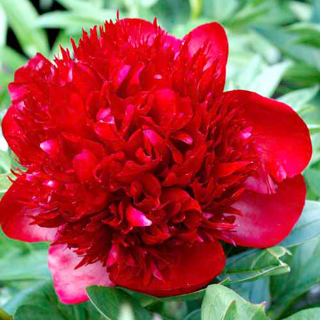 Unbranded Paeony Red Charm 1 Plant