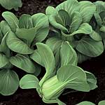 Unbranded Pak Choi Mei Qing F1 Seeds
