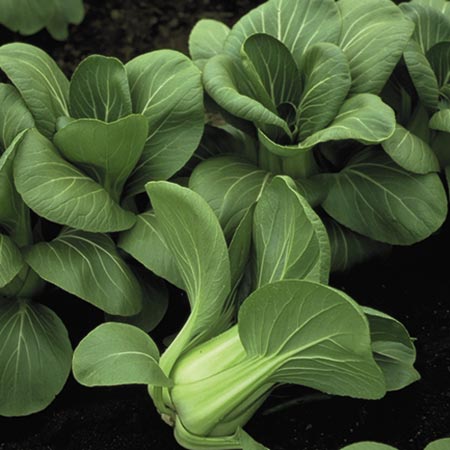 Unbranded Pak Choi Plug Plant Collection Pack of 18 Plug