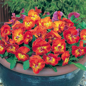 Unbranded Pansy Amber Kiss F1 Seeds