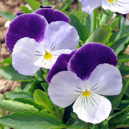 Unbranded Pansy Amethysts and Diamonds F1 Average Seeds 70