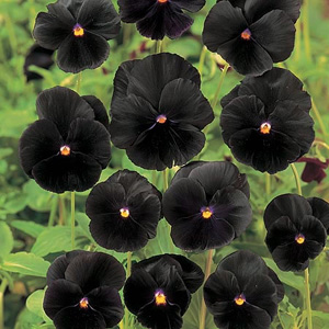Unbranded Pansy Black Beauty Seeds