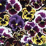 Unbranded Pansy Chalon Supreme Mixed Seeds 427208.htm