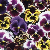 Unbranded Pansy Chalon Supreme Mixed Seeds