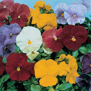 Unbranded Pansy Clear Crystal Mixed Seeds