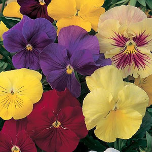 Pansy Clear Crystals Mix Seeds