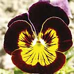 Unbranded Pansy Cranberry Sauce Seeds