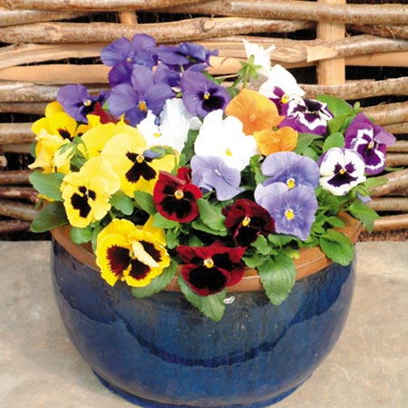 Unbranded Pansy Early Flowering Mixed Seeds Average Seeds