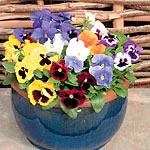 Unbranded Pansy Early Flowering Mixed Seeds