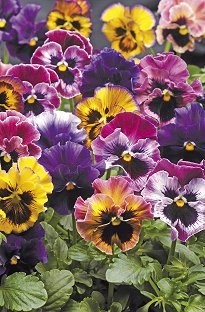 Unbranded Pansy Fizzy Fruit Salad x 150 mini plug plants